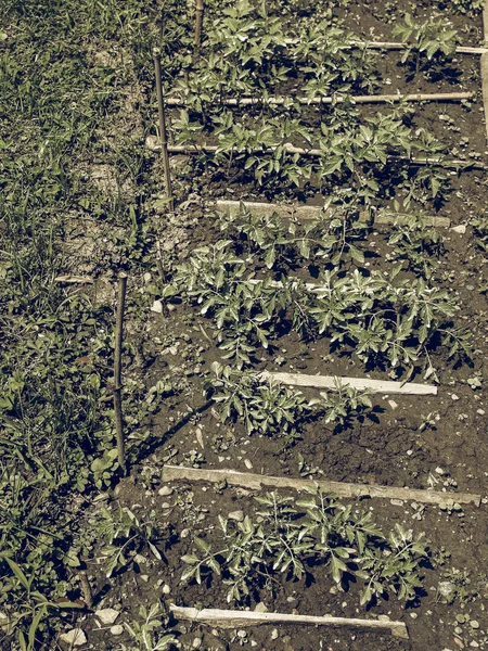 Vintage Desbotada Plug Tomates Plantas Pequenas Mudas Cultivadas Bandejas — Fotografia de Stock