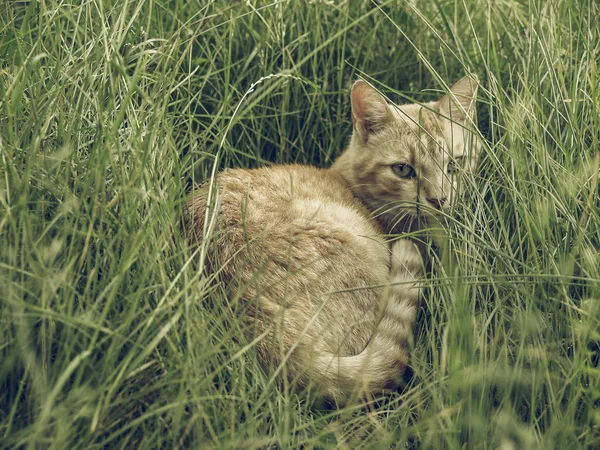 Vintage Desvaneció Gato Tabby Dormido Medio Hierba Prado — Foto de Stock