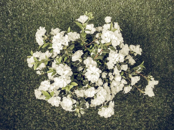 Vintage Beyaz Azalea Ormangülü Çiçek Yaz Mevsiminde Çim Üzerinde Soluk — Stok fotoğraf