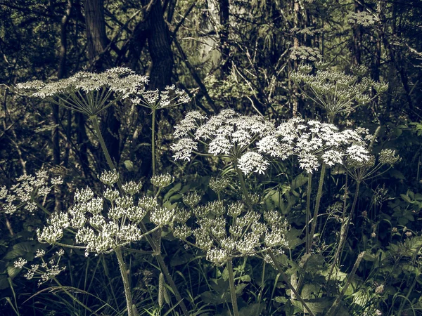 Винтаж Поблекший White Ligusticum Scoticum Scots Lovage Scottish Licorice Root — стоковое фото