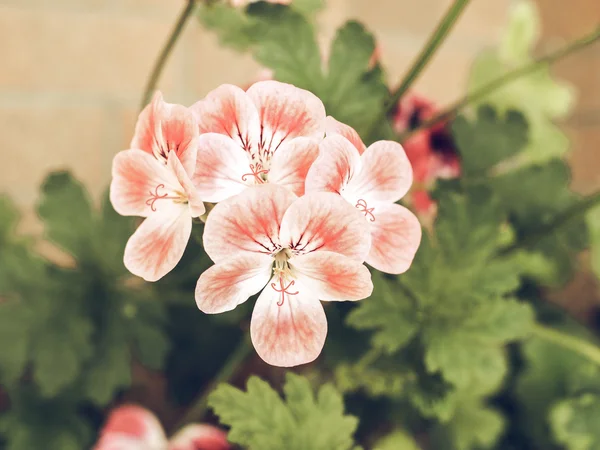 Vintage Wyblakły Geranium Różowy Kwiat Kwitnienia Roślin Powszechnie Znany Jako — Zdjęcie stockowe