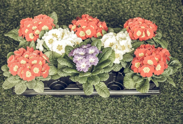 Vintage Aka Primula Çiçekler Ilk Çiçeği Için Erken Ilkbaharda Primrose — Stok fotoğraf