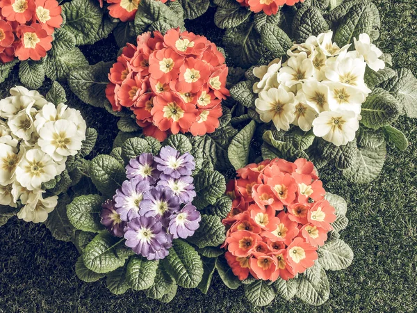 Vintage Faded Primrose Aka Primula First Flowers Blossom Early Spring — Stock Photo, Image