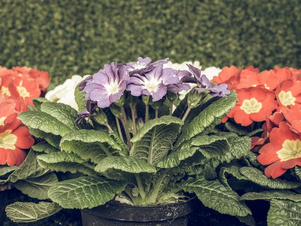 Vintage Verschoten Primrose Aka Primula Zijn Eerste Bloemen Tot Bloei — Stockfoto