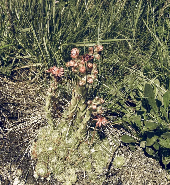 Vintage Faded Sempervivum Montanum Crassulaceae Stonecrop Family European Alps Cervinia — Stock Photo, Image