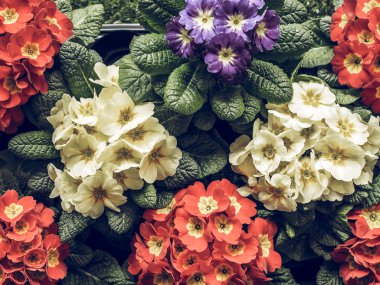 Vintage aka Primula çiçekler ilk çiçeği için erken ilkbaharda Primrose soluk