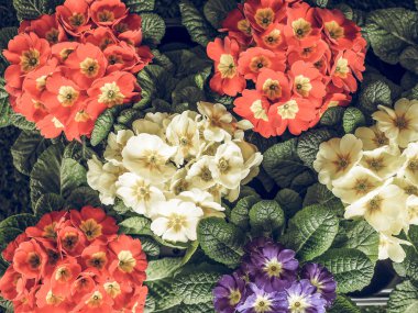 Vintage aka Primula çiçekler ilk çiçeği için erken ilkbaharda Primrose soluk