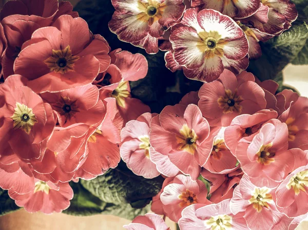 Vintage Primula Vulgaris Bitki Pembe Çuha Çiçeği Çiçek Soluk — Stok fotoğraf