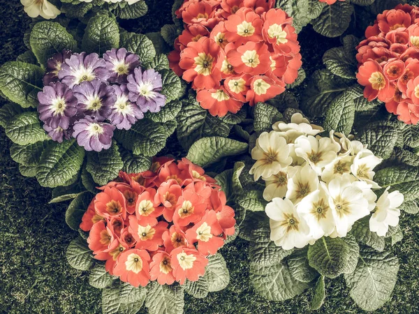 Vintage Faded Primrose Aka Primula First Flowers Blossom Early Spring — Stock Photo, Image