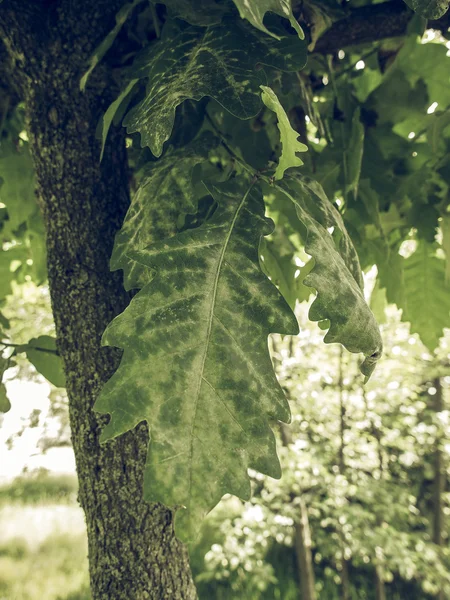 Vintage Faded Green Leef Oak Tree Aka Quercus — Stock Photo, Image