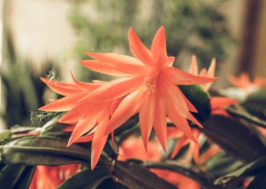 Vintage aka Noel kaktüs, Şükran Cactus, yengeç kaktüs ve tatil kaktüs cinsidir küçük kaktüsler Brezilya çiçek gelen kırmızı Schlumbergera çiçek soluk