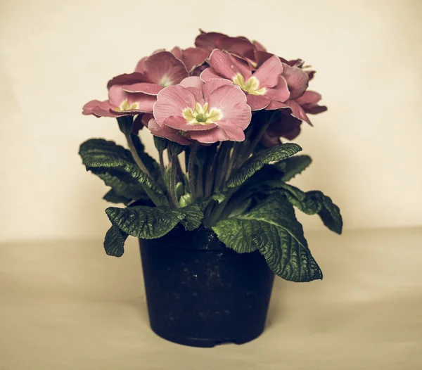 色あせたピンクのサクラソウの花ヴィンテージ — ストック写真