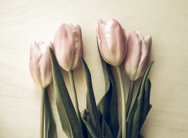 Vintage Soluk Pembe Laleler Tulipa Gesneriana Çiçek Soğanlı Bitki — Stok fotoğraf