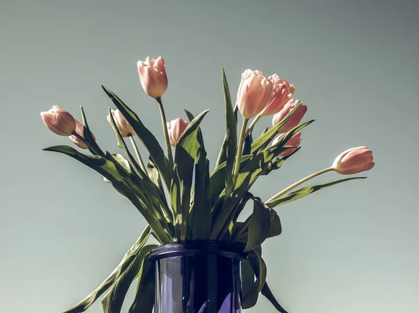 Kwiat Vintage Wyblakły Różowe Tulipany Tulipa Ogrodowy Wieloletnia Roślina Bulwiasta — Zdjęcie stockowe