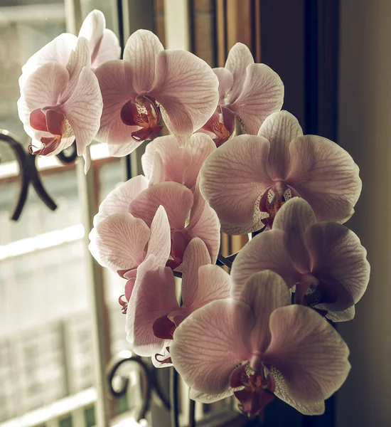 Vintage Bleknat Rosa Orkidéer Orchidaceae Blomma Nära Upp Detalj — Stockfoto