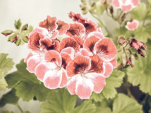 ヴィンテージ色あせたげんのしょうこの花としてよく知られている草花のピンクのゼラニウムの花 — ストック写真