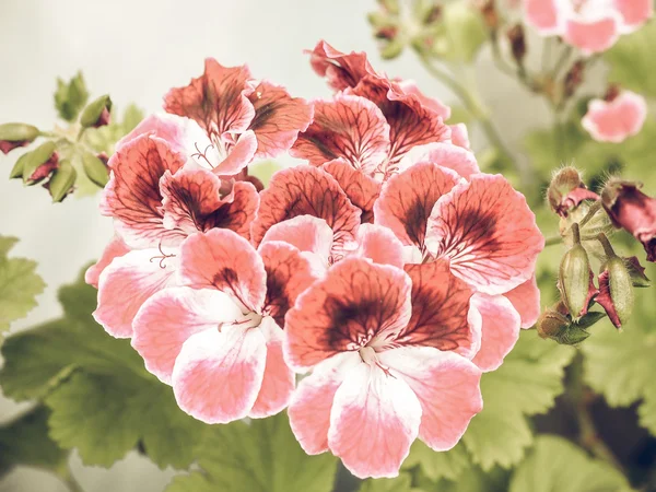 Flor Geranio Rosa Descolorida Vintage Plantas Con Flores Comúnmente Conocida —  Fotos de Stock