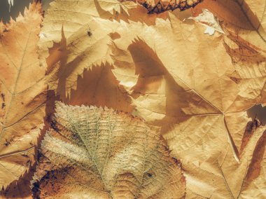 Soluk sarı yapraklar sonbaharda arka plan vintage