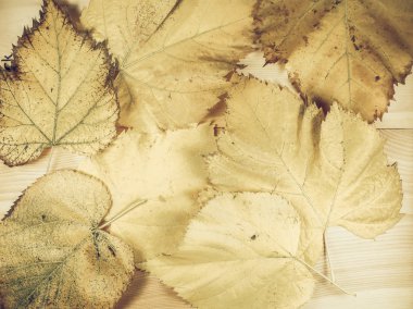 Soluk sarı yapraklar sonbaharda arka plan vintage