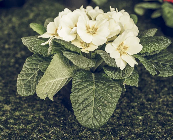 Primose aka Primula çiçek vintage soluk — Stok fotoğraf