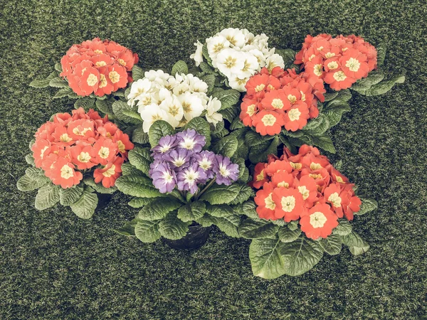 Primose aka Primula flower vintage faded — Stock Photo, Image