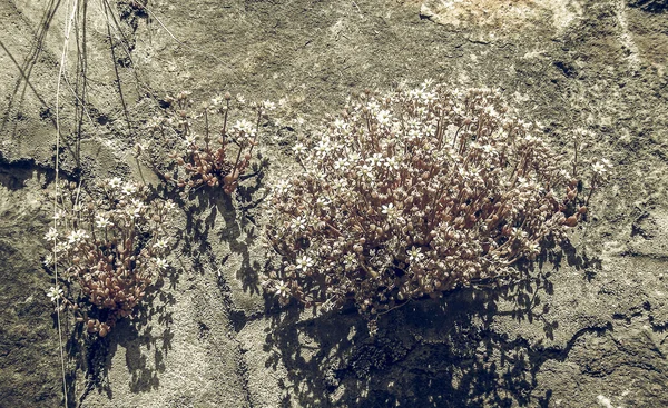 Vit Sempervivum blomma vintage bleknat — Stockfoto