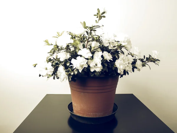 White Azalea flower vintage faded — Stock Photo, Image