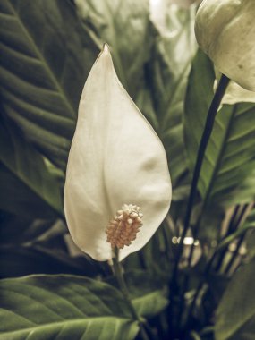 Calla çiçek vintage soluk