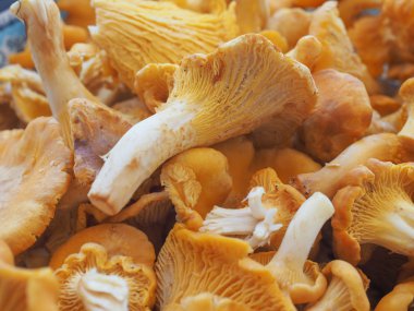 Cantharellus cibarius mantar yemek