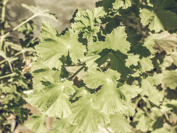 Geranium leaf vintage faded — Stock Photo, Image