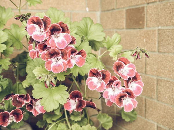 Geranium flower vintage faded — Stock Photo, Image