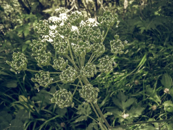 Weiße ligusticum scoticum Blume Jahrgang verblasst — Stockfoto