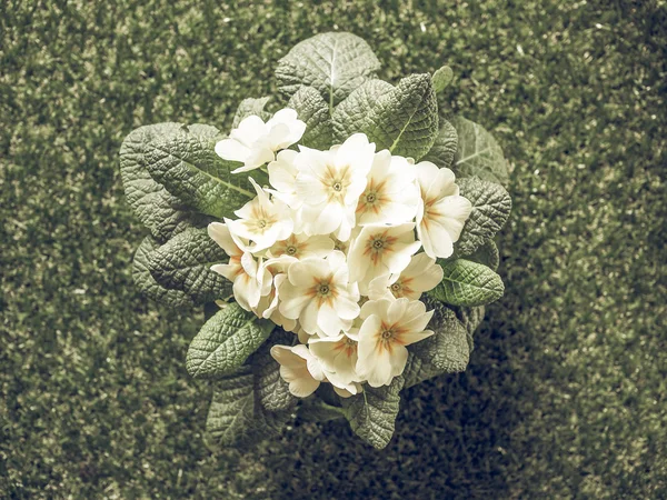 Primose aka Primula flower vintage faded — Stock Photo, Image