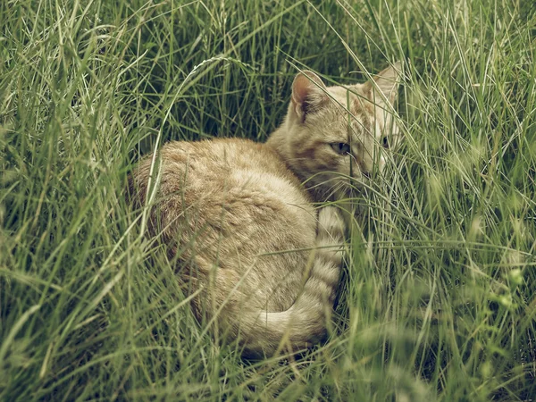 Cat in the grass vintage faded