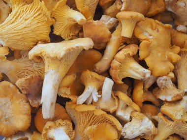 Cantharellus cibarius mantar yemek