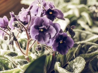 Menekşe çiçek vintage soluk