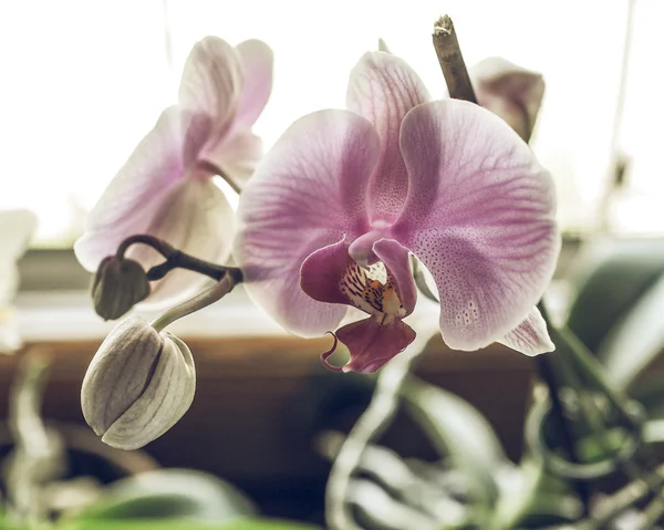Пурпурная орхидея цветок винтажный поблекли — стоковое фото