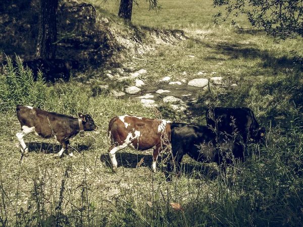 Kuh Säugetier Jahrgang verblasst — Stockfoto