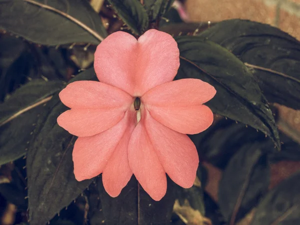 Impatiens Nova Guiné flor vintage desapareceu — Fotografia de Stock