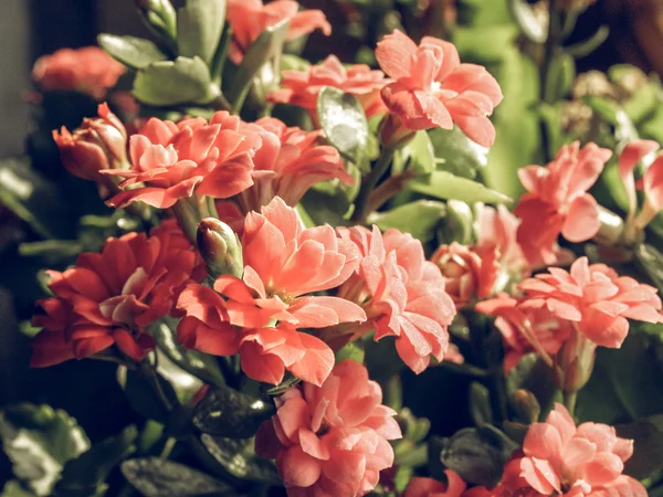 Soluk aranjmani çiçek vintage — Stok fotoğraf