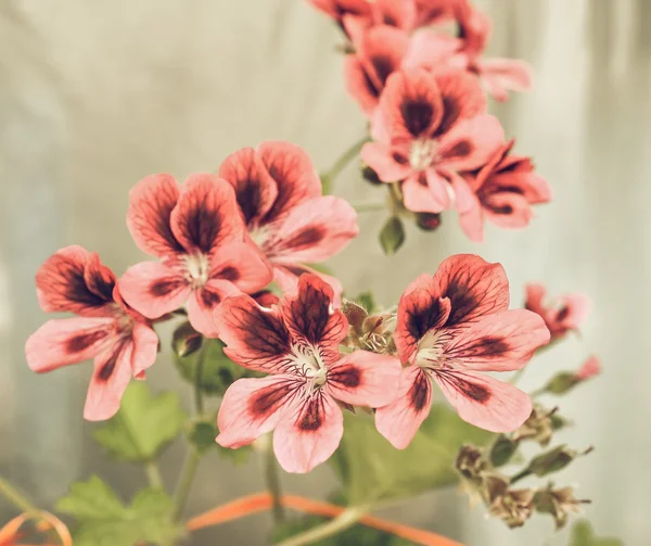 Flor de geranio vintage desvanecido —  Fotos de Stock