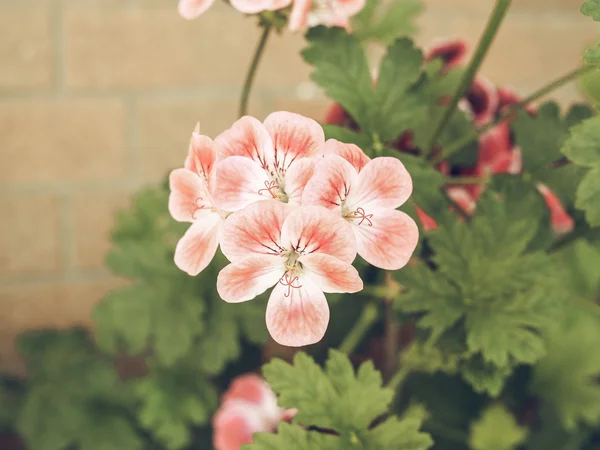 Gerânio flor vintage desbotada — Fotografia de Stock