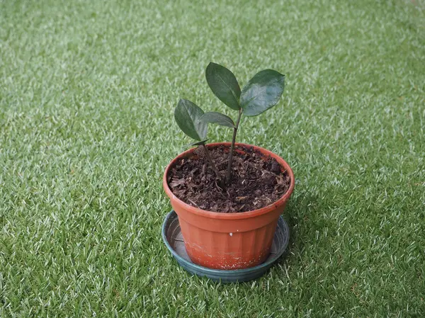 Hoja de planta Zamia —  Fotos de Stock