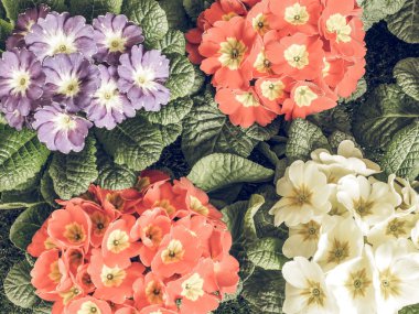 Primose aka Primula çiçek vintage soluk