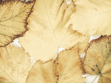 Soluk sarı yapraklar sonbaharda arka plan vintage