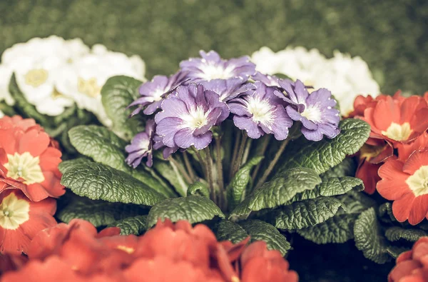Primose aka Primula çiçek vintage soluk — Stok fotoğraf