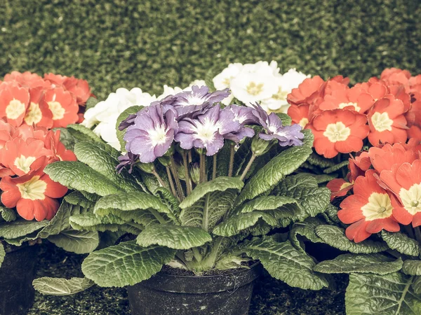 プリムラの花のヴィンテージの色あせた別名 Primose — ストック写真
