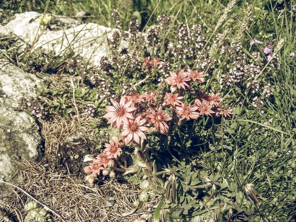 Sempervivum vintage bleknat — Stockfoto