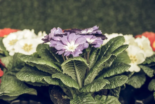 プリムラの花のヴィンテージの色あせた別名 Primose — ストック写真