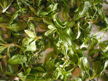 Marul (Lactuca sativa) yaprak sebze vejetaryen yemek arka plan olarak yararlı